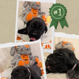Light Purple collar - Black male Cane Corso puppy in Va Beach, Virginia from Guardian Corso's