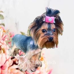 Vicky - Yorkshire Terrier