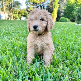 Lemonade - Apricot female Goldendoodle puppy in Montgomery, Texas from Dacus Doodles