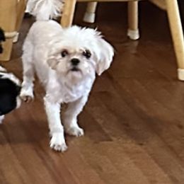 Harper - Shih Tzu