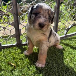 Spider-Man - male Australian Mountain Doodle puppy in Williamston, South Carolina from Sassy Bob’s Dogs
