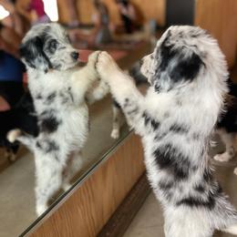 Gwen (Ghost Spider) - female Australian Mountain Doodle puppy in Williamston, South Carolina from Sassy Bob’s Dogs