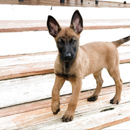 White Collar - Fawn sable female Belgian Malinois puppy in Trenton, Georgia from Laeknir K9