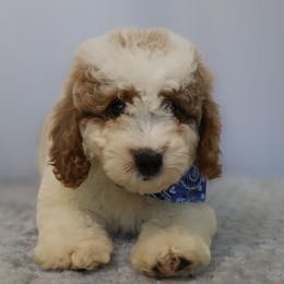 Louie - Parti male Goldendoodle puppy in Apopka, Florida from Rae Precious Puppies