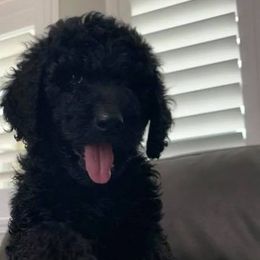 Goldendoodle Puppies from Luper Doodle LLC