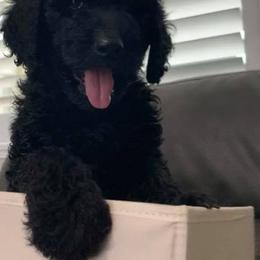 Goldendoodle Puppies from Luper Doodle LLC