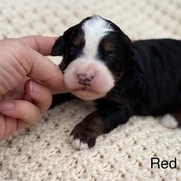 Red collar girl - Tri-color female Bernedoodle puppy in Colorado Springs, Colorado from Mercy Mountain Bernedoodles