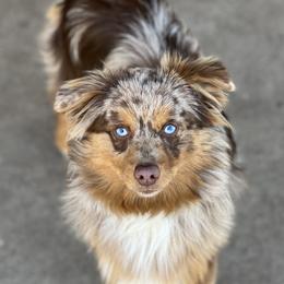Patches - Toy Australian Shepherd