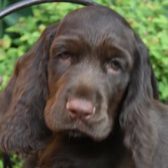 Field Spaniels from Calico Field Spaniels