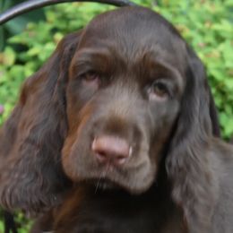 Field Spaniels from Calico Field Spaniels
