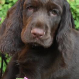 Field Spaniels from Calico Field Spaniels
