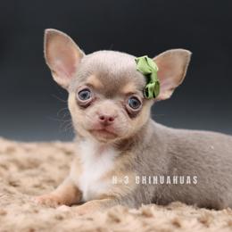 Harlow (lilac) - Blue and tan female Chihuahua puppy in Tulsa, Oklahoma from H-3 Chihuahuas