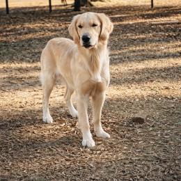 Waffles - Golden Retriever