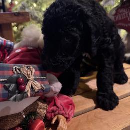 Bernedoodle and Double Doodle Puppies from ETX Dandy Doodle