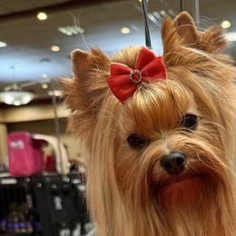 Miniature American Shepherds and Yorkshire Terriers from Sierra Vu Minis