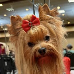 Miniature American Shepherds and Yorkshire Terriers from Sierra Vu Minis