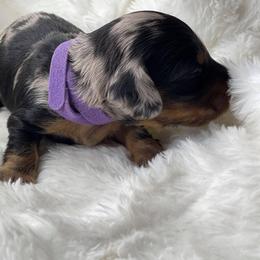 Dachshund Puppies from Hart Dachshunds