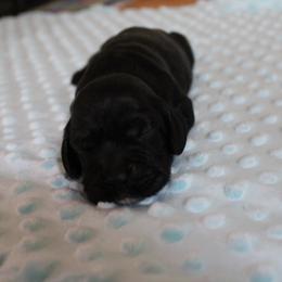 Murtagh - Black and white male Cocker Spaniel puppy in Hickory, North Carolina from Homegrown Spaniels