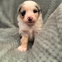 Miniature Australian Shepherd Puppies from Duncan’s Miniature Australian Shepherds
