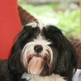 Tibetan Terrier All Grown Up from Dioghe Tibetan Terriers