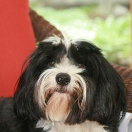 Tibetan Terrier All Grown Up from Dioghe Tibetan Terriers