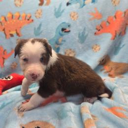 Loki - Red male Border Collie puppy in Gary, Indiana from Lake Ridge Border Collies