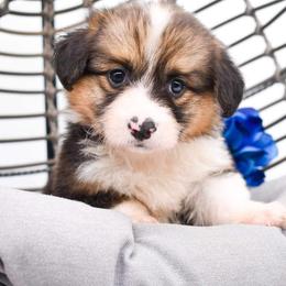 Pembroke Welsh Corgi Puppies from MG Corgis