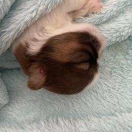 Cooper - Gold and white male Shih Tzu puppy in Wyoming, Michigan from Shih Tzu Shenanigans