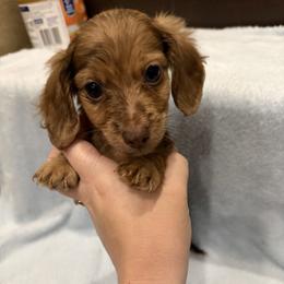 Little man - Dapple male Dachshund puppy in Oak Ridge, Tennessee from It’s just a wiener dachshund