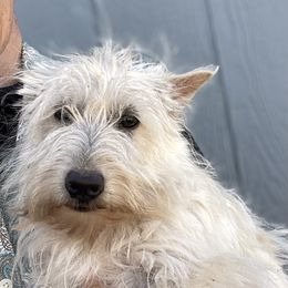 Lottie - Scottish Terrier