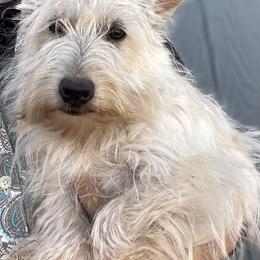 Lottie - Scottish Terrier