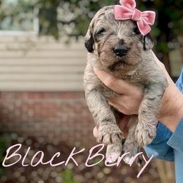 Blackberry Pie - Merle female Goldendoodle puppy in Mocksville, North Carolina from Little Bear Doodles