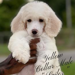 Goldendoodle and Poodle Puppies from Denikka Collins