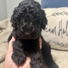Huckleberry - Black male Goldendoodle puppy in Lake City, Florida from Dream Hollow Farm
