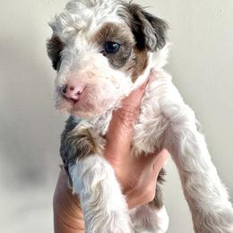 Aussiedoodle and Bernedoodle Puppies from LolliPop Farms
