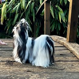 Charmer - Biewer Terrier