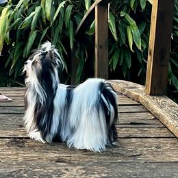 Charmer - Biewer Terrier