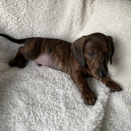 Dachshund Puppies from Bella’s Puppies