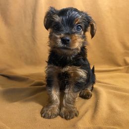Boy 3 - Black and gold male Yorkshire Terrier puppy in Marion, Indiana from Thomas Terriers