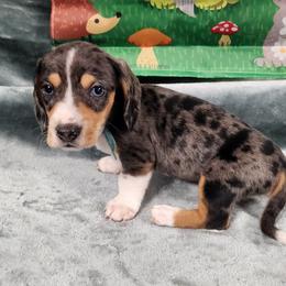 Tanner - Dapple male Dachshund puppy in Anaconda, Montana from Williams Family Dachshunds