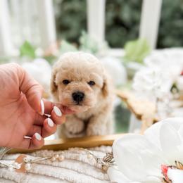 Dusty - Cream male Poodle puppy in Chapel Hill, North Carolina from Cyndi’s Poodles