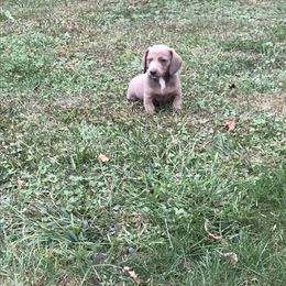 Dachshund Puppies from Mohawk Creek Dachshunds