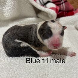 Mickey - Blue male Border Collie puppy in Chattanooga, Tennessee from Ross Vegas Kennels