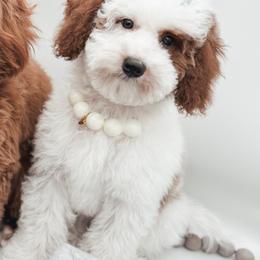 Ceridwen - Poodle
