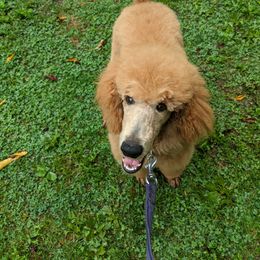 Poodle Puppies from Sundance's Poodles