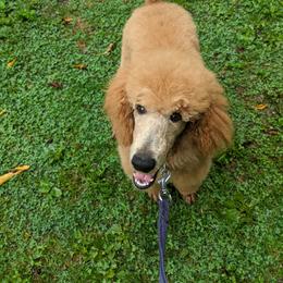 Poodle Puppies from Sundance's Poodles