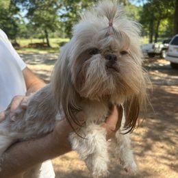 Goldie - Shih Tzu