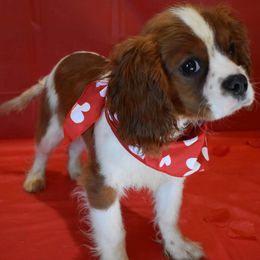 Parker - Cavalier King Charles Spaniel