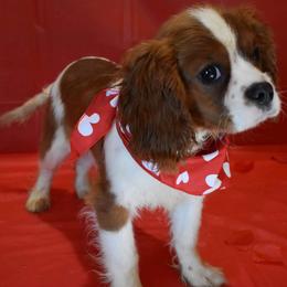 Parker - Cavalier King Charles Spaniel
