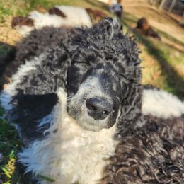 Sulley - Parti male Poodle puppy in Thomasville, North Carolina from Gypsy Moon's Legacy